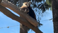 Pandám v Zoo Olomouc se narodila mláďata