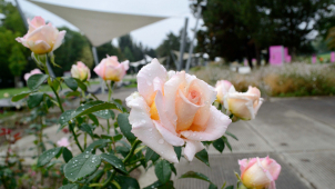 V Rozáriu chystají Vyznání růžím