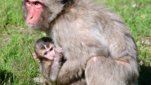 Makak, další přírůstek v olomoucké zoologické zahradě