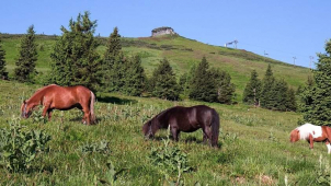 Na úbočí Pradědu už se zase pasou ovce, koně i krávy