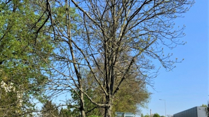 Kácení stromů u silnic v kraji stálo letos přes 39 milionů korun