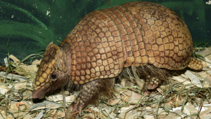 Do olomoucké zoo dorazil pásovec, je v karanténě