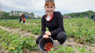Samosběr jahod v Olomouci bude i letos, ale se zpožděním