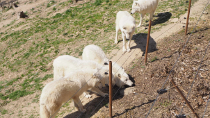 Olomoucká zoo na Svatém Kopečku pavilony zatím otevírat nebude