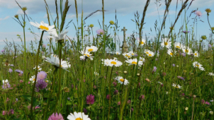 Holický les čeká další zkrášlení, na obnovu čeká třešňová alej