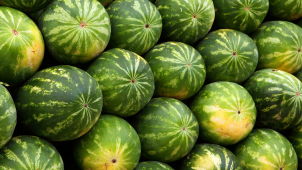 Mezi melouny do Olomouckého kraje dorazili i dva Afgánci