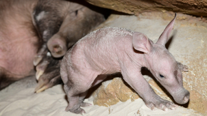 Zoo na Svatém Kopečku získala cenu za odchov hrabáče kapského
