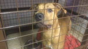 O známého útěkáře se postarali strážníci