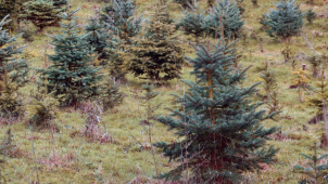 Flora bude i letos prodávat vánoční stromečky z městských lesů