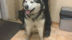 Další dva chlupáči skončili v olomouckém útulku