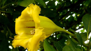 Flora v únoru otevře sbírkové skleníky