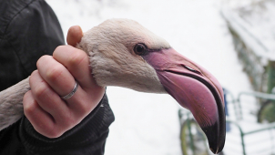 Pracovníci zoo počítali a kroužkovali plameňáky