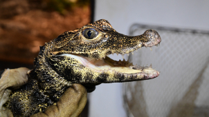 V olomoucké zoo počítali krokodýly