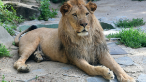 Lva Šimona v olomoucké zoo nahradí samice Ayo