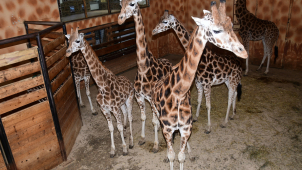 Olomoucká zoo má Michala z Polska