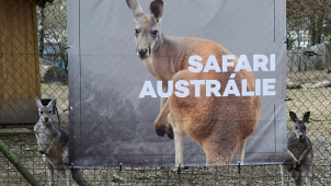 Klokani a sobi zvou do nejnovějších částí safari v Zoo Olomouc