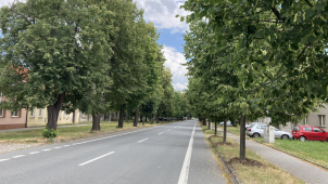 Lipová alej ve Chválkovicích láká včely i sběrače květů