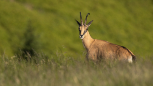 Olomoucký festival vyrazí do kin v celé republice