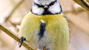 Sčítání ptáků, výstava budek i rady, jak a co jim v zimě pomáhá