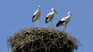 Jaro je definitivně tady, do kraje přiletěli čápi