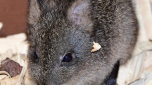 Prapředci klokanů vyvedli v olomoucké zoo mládě