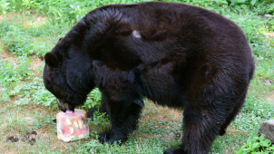 Jak se chladí zvířata v zoo? Sprchy, bazény, ledové míče