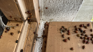 Invazivní berušky z Východu útočí na české domácnosti