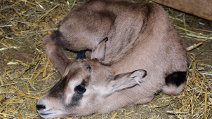 Posledním loňským přírůstkem v zoo je antilopa oryx