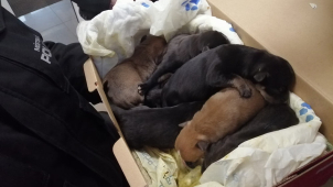 Vyhozená štěňata zachránila pozorná kolemjdoucí