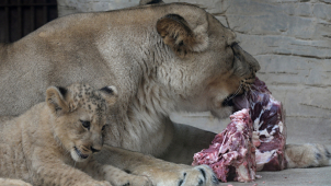 V olomoucké ZOO utratili loni necelých 6 milionů za krmivo