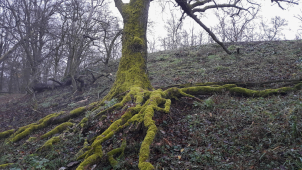 Biotopové stromy lesníci nekácejí. Zůstávají navždy