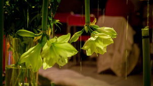 Jarní Flora zve na večerní prohlídku expozice