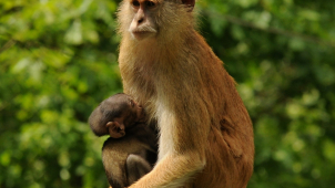 V olomoucké Zoo se narodil kočkodan