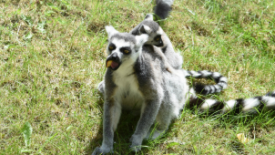 FOTO: Olomoucká zoo slaví, narodila se mláďata lemurů