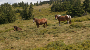 Ke kravám na Pradědu přibyli letos koně