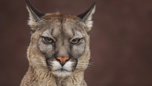 Puma je u Kroměříže. Kam bude pokračovat?
