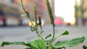 V Prostějově na to přišli: Roundupu začali říkat Tartan!