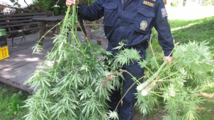 Policie i letos sklízela v Ospělově, Dvořák zatím na svobodě