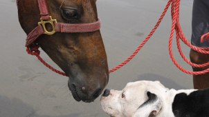 Péče o zvířata při omezení volného pohybu osob