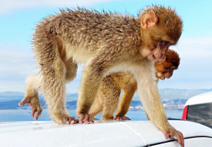 Fotbalová výprava do malé Británie na jihu Španělska