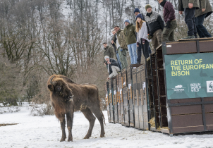 Zubři ze Zoo Olomouc pomáhají návratu druhu do přírody