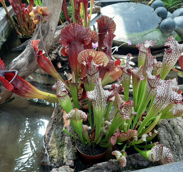 Ve sklenících na Floře dnes začala výstava masožravých květin