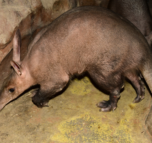 Hrabáčovi, narozenému na jaře v olomoucké zoo, se daří dobře