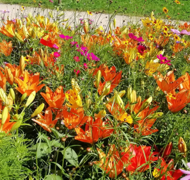 Olomoucké centrum i parky rozkvétají