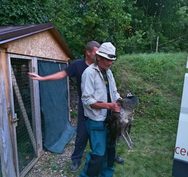 Zámečtí pávi se z Čech pod Kosířem vracejí do olomoucké zoo
