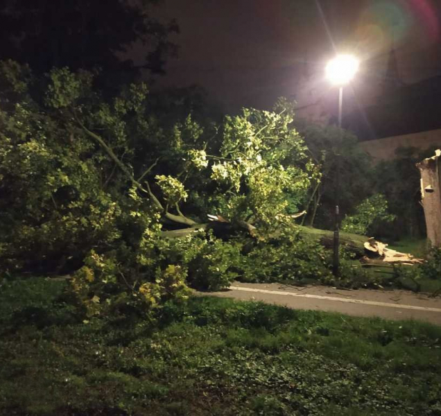 Spadlý strom komplikoval cyklistům cestu přes Smetanovy sady