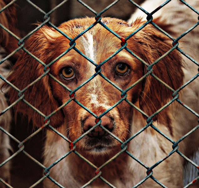 O psy se stará nový útulek, město i strážníci jsou spokojení