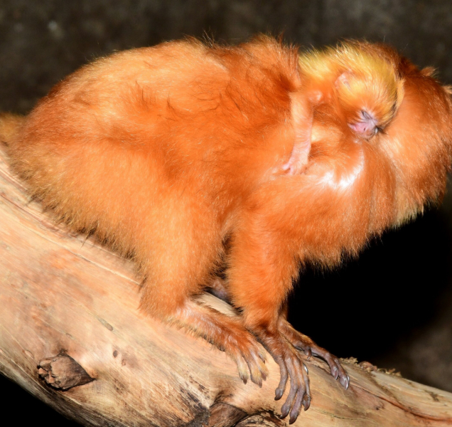 Lvíčci zlatí, nejnovější přírůstky v olomoucké zoologické zahradě