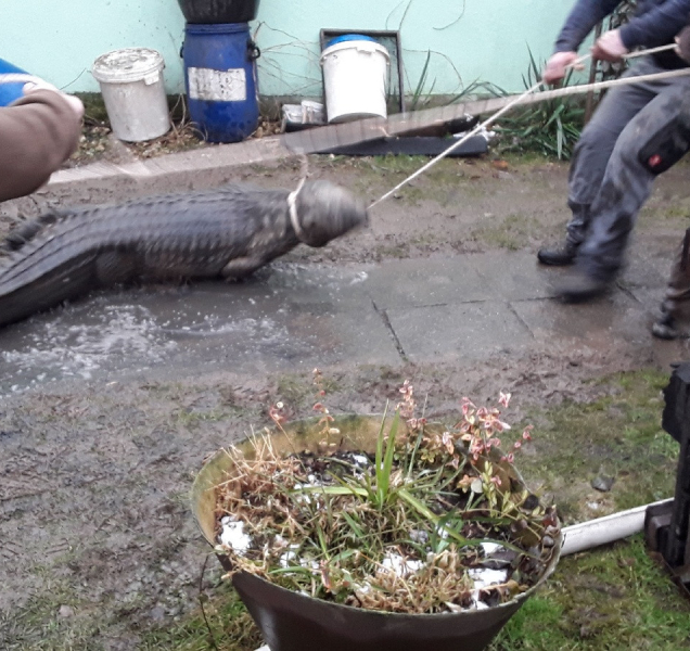 Hasiči během hašení požáru odchytili krokodýla nilského