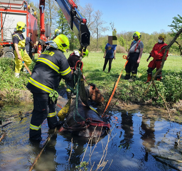 Kůň uvízl u Mladče na Olomoucku v potoce, ven mu pomáhali hasiči